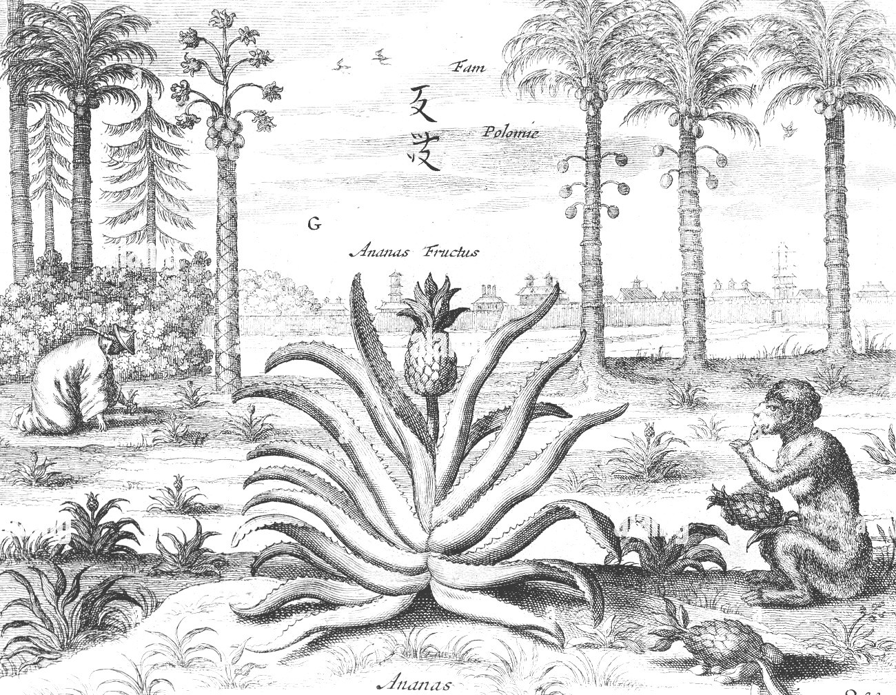 A. Kircher, Palm and pineapple, China Monumentis, qua sacris qua profanis, 1667. Athanasius studied hieroglyph writing and wrongly interpreted them under the lens of hermetism, adding deeper meaning than there actually was. But was there really not that much meaning when admiring them, giving them a life of their own, don't we assign our own meaning to life. He was also one of the first person to use a microscope to investigate blood and the plague, with a theory of animalcules, or so called microbes. He was forward with germ theory and implementing hygienic measures. I could decipher the Chinese writing as 友波 or friendship, however I'm not sure about the second character.