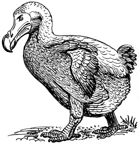 dodo