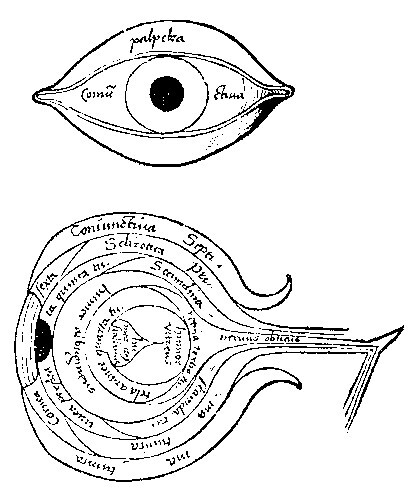 It is clad in seven robes or skins (tunicas), to which the seven planetary spheres correspond in the macrocosm. The Cabalists connected this ten part structure of the eye with the Sephiroth. The blind spot was a term applied to the high Sephira "Kether", the crown, or the divine void in all things.