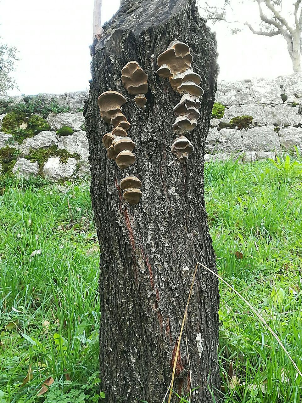 mushroooomz