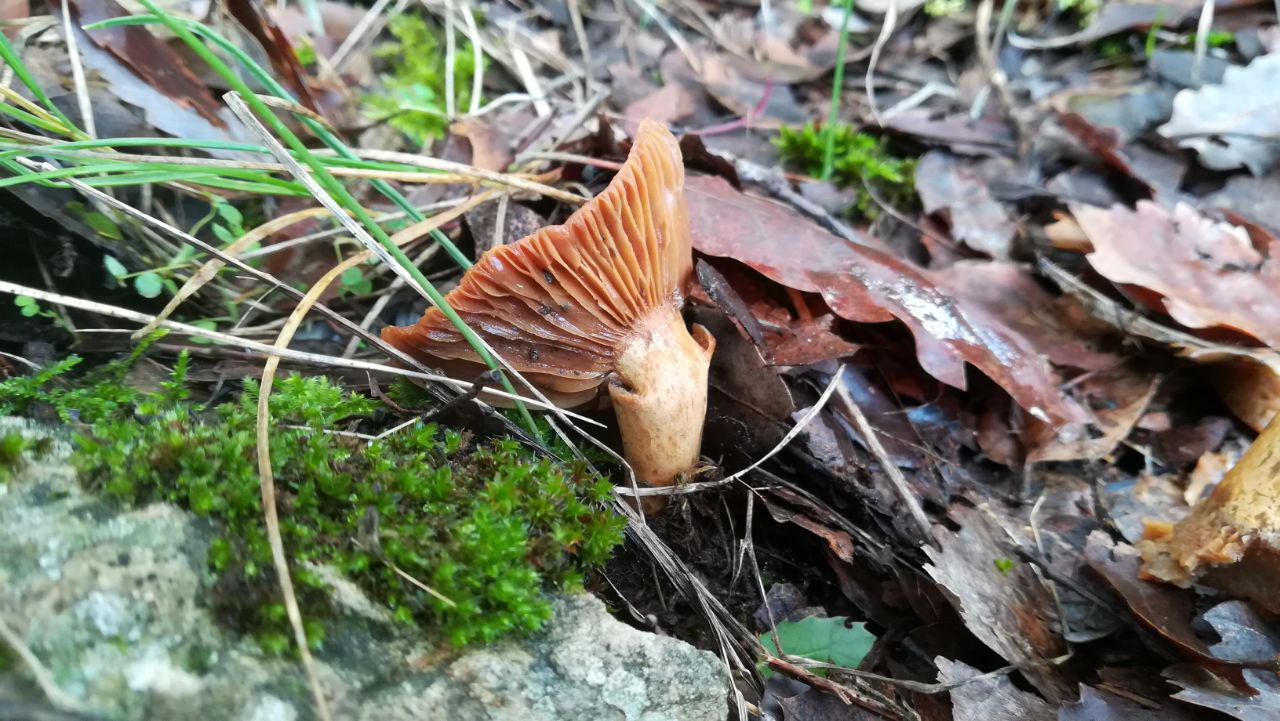 lactarius sp.