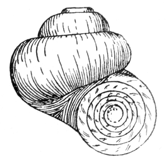 Drawing of shell