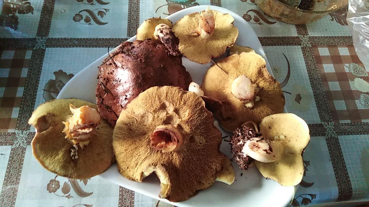 Suillus mediterraneensis